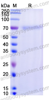 Research Grade Tenecteplase